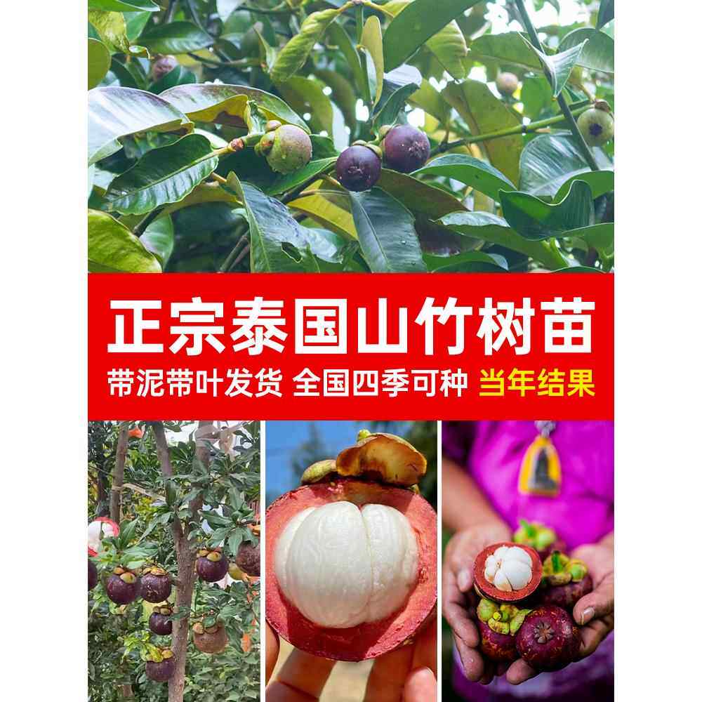 泰国山竹树苗带果四季盆栽岭南黄金山竹嫁接无籽种植果树果苗南方