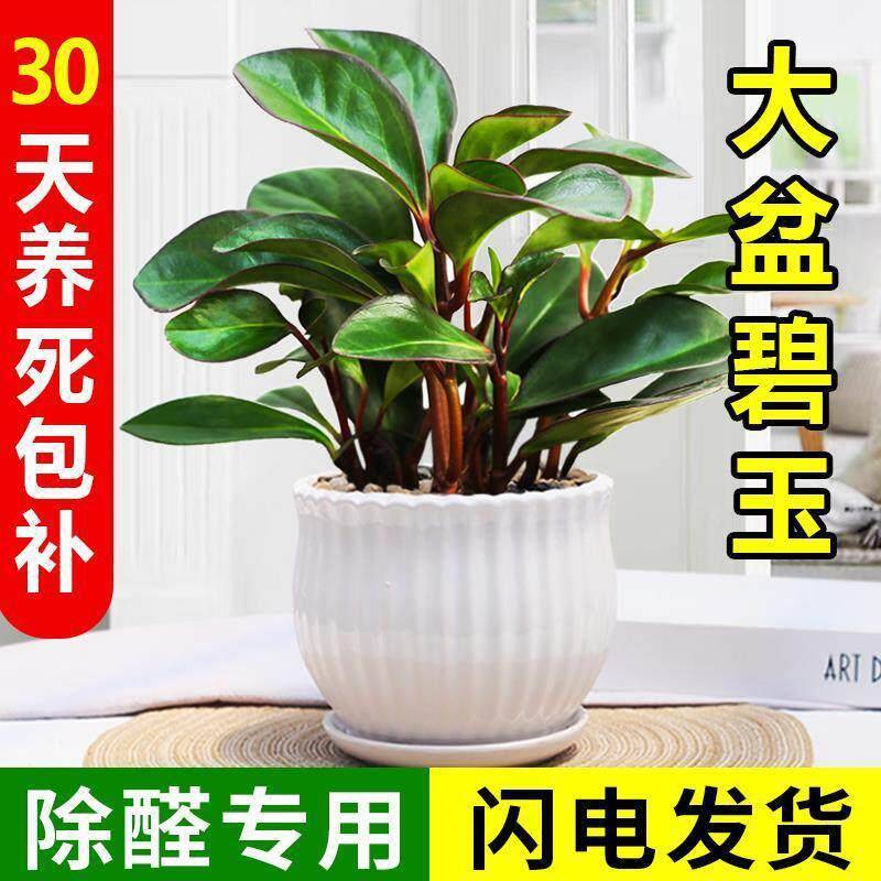 豆瓣绿盆栽碧玉盆栽电脑贝桌面绿植电脑伴侣吸甲醛绿色植物盆栽