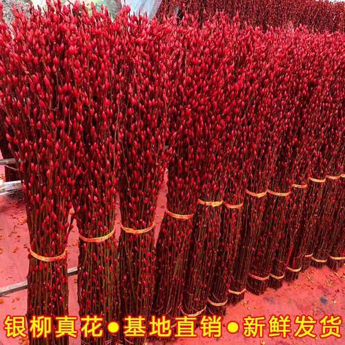 【招财银留】银柳真花鲜枝年宵花卉大红色银柳干花柳枝水养装饰