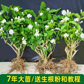 重瓣茉莉花苗室内外绿植阳台，花卉盆栽茉莉花老桩四季开花庭院窗台