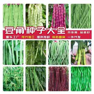 芸豆油豆无架豆毛豆无筋豆种子四季 豆 豇豆种子 豆角种子大全