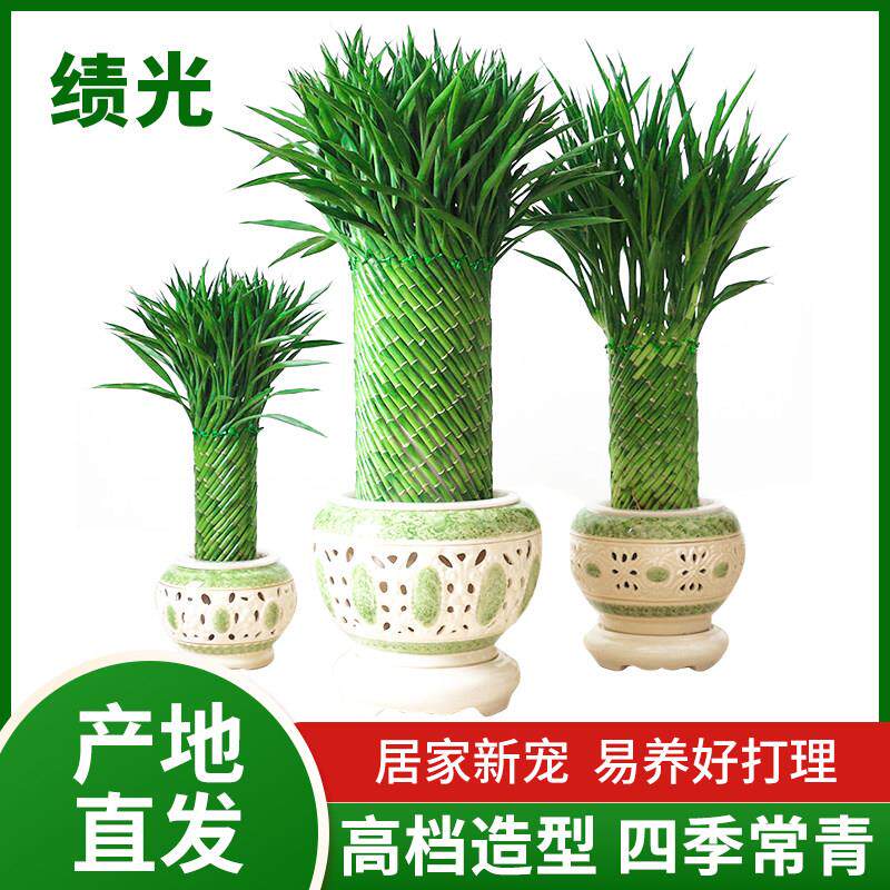 绩光编织富贵竹水培植物花卉水培转运竹客厅室内带根盆栽