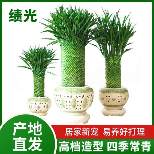 绩光编织富贵竹水培植物花卉水培转运竹客厅室内带根盆栽
