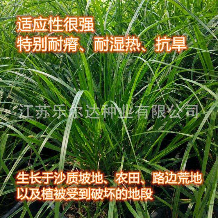 草坪草子弯叶画眉草子护坡草坪耐瘠耐湿耐旱河岸绿化护堤草子