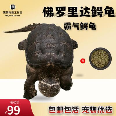 黑旗龟族 原种纯佛鳄龟北美鳄龟暴刺拟鳄龟大鳄活体宠物观赏龟