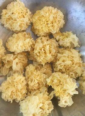 新疆包邮云南椴木小银耳干 干货野性椴树雪耳出胶丑耳农家糯耳段