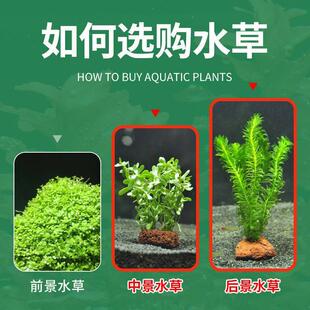 蜈蚣草火山石水草水榕鱼缸装饰造景观摆件躲避屋底砂海草真草植物