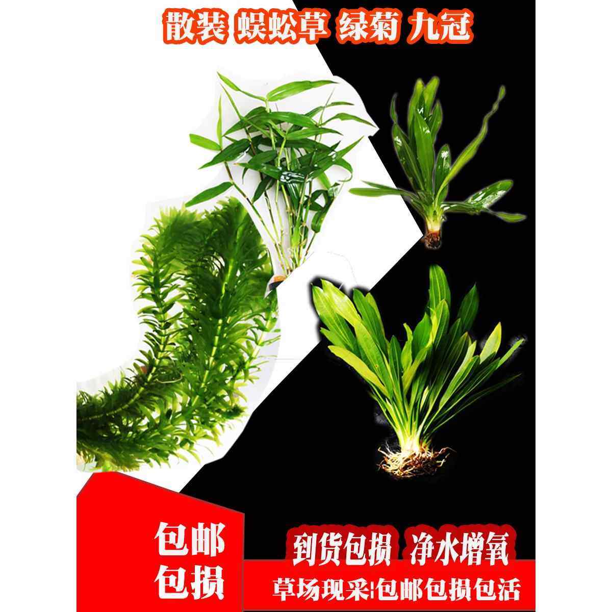 净水蜈蚣草真水草活物鱼缸造景绿菊九冠缸增氧观赏懒人水草好养