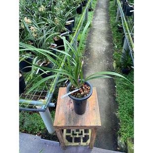 【冯达锋国兰】兰花苗建兰：雪舞红尘