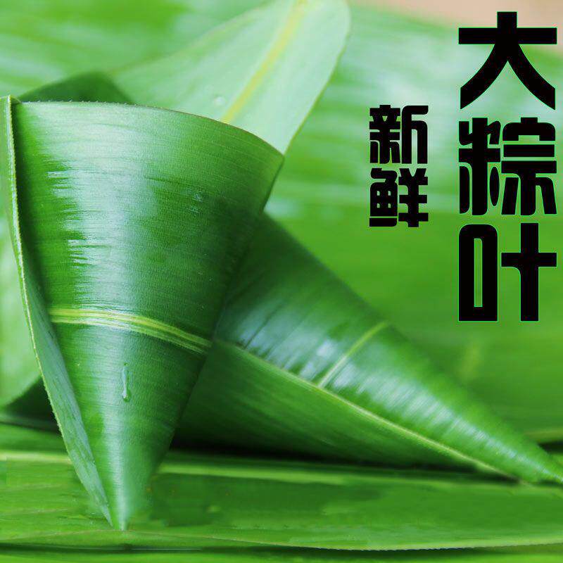 粽子叶 粽叶新鲜大粽叶棕叶家用大宽叶大粽叶子真空新叶粽子叶
