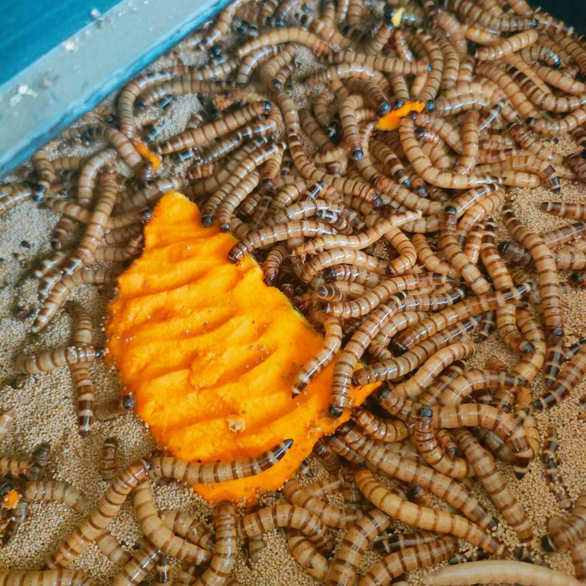 大麦虫活虫黄粉虫面包虫金银龙鱼观赏鱼饲料乌龟刺猬画眉鸟食包邮