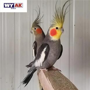 鹦鹉活鸟一公一母玄凤纯手养会学说话宠物一对幼鸟黄化玄凤原始灰