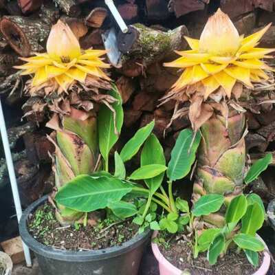 客厅庭院瓣金植物芭蕉涌懒人莲花花苗花地养金莲绿植株不死盆栽
