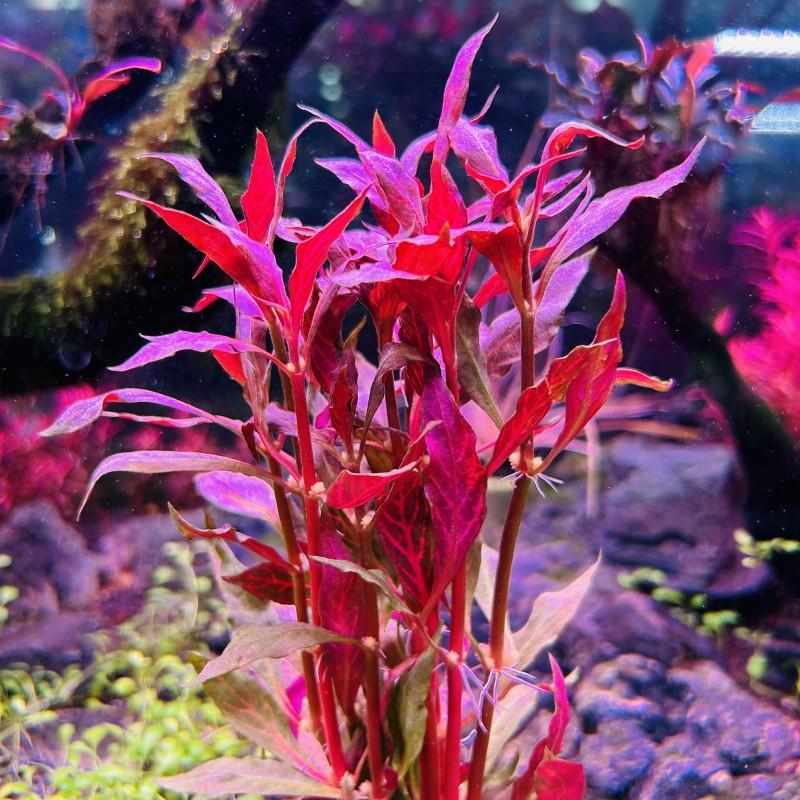 血心兰自养水下叶水草淡水鱼缸中后景鲜艳红色绑沉木造景不需用碳