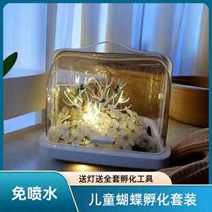 活体蝴蝶蛹可孵化 幼儿园科学观察盒卵毛毛虫无毒绿带翠美碧凤蝶