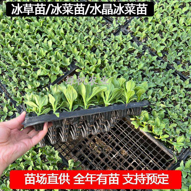 冰菜苗水晶冰菜苗非洲冰菜苗冰草苗
