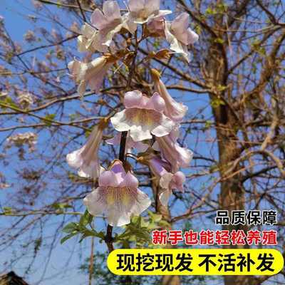 泡桐树苗紫花名贵植物庭院盆栽地栽耐寒种植道路绿化风景梧桐树苗