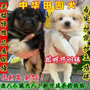 中华田园犬活物领养便宜小狗活体可爱小花狗小黑狗小白狗土狗幼犬