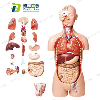 27部件85cm人体模型解剖心脏模型大脑人体结构模型医学器官躯干