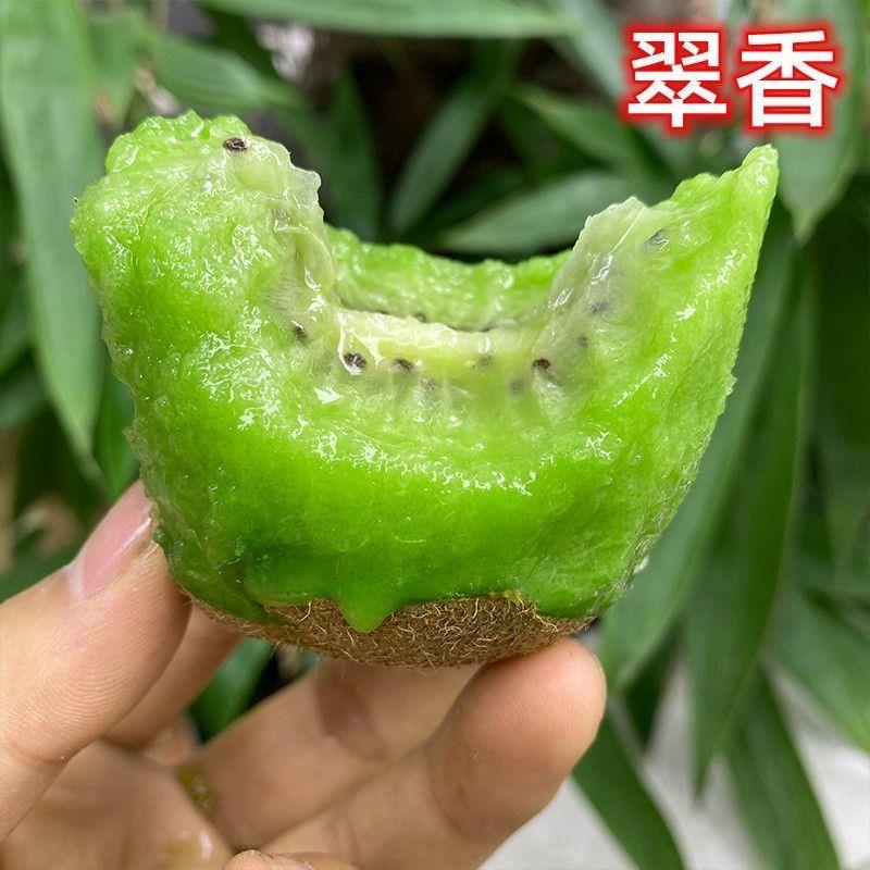 正宗翠香猕猴桃苗新品种绿心奇异果树苗绿肉猕猴桃树苗南北方种植