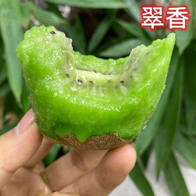 正宗翠香猕猴桃苗新品种绿心奇异果树苗绿肉猕猴桃树苗南北方种植