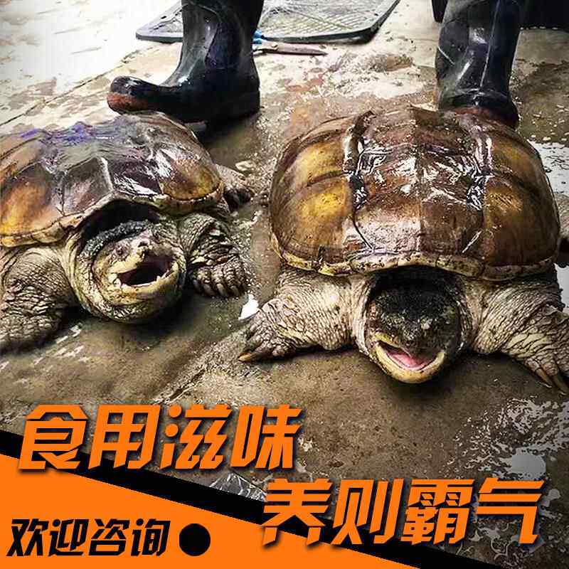 鳄龟活物食用鳄鱼龟活的鳄龟大的乌龟大北美鳄龟人工养殖外塘包活