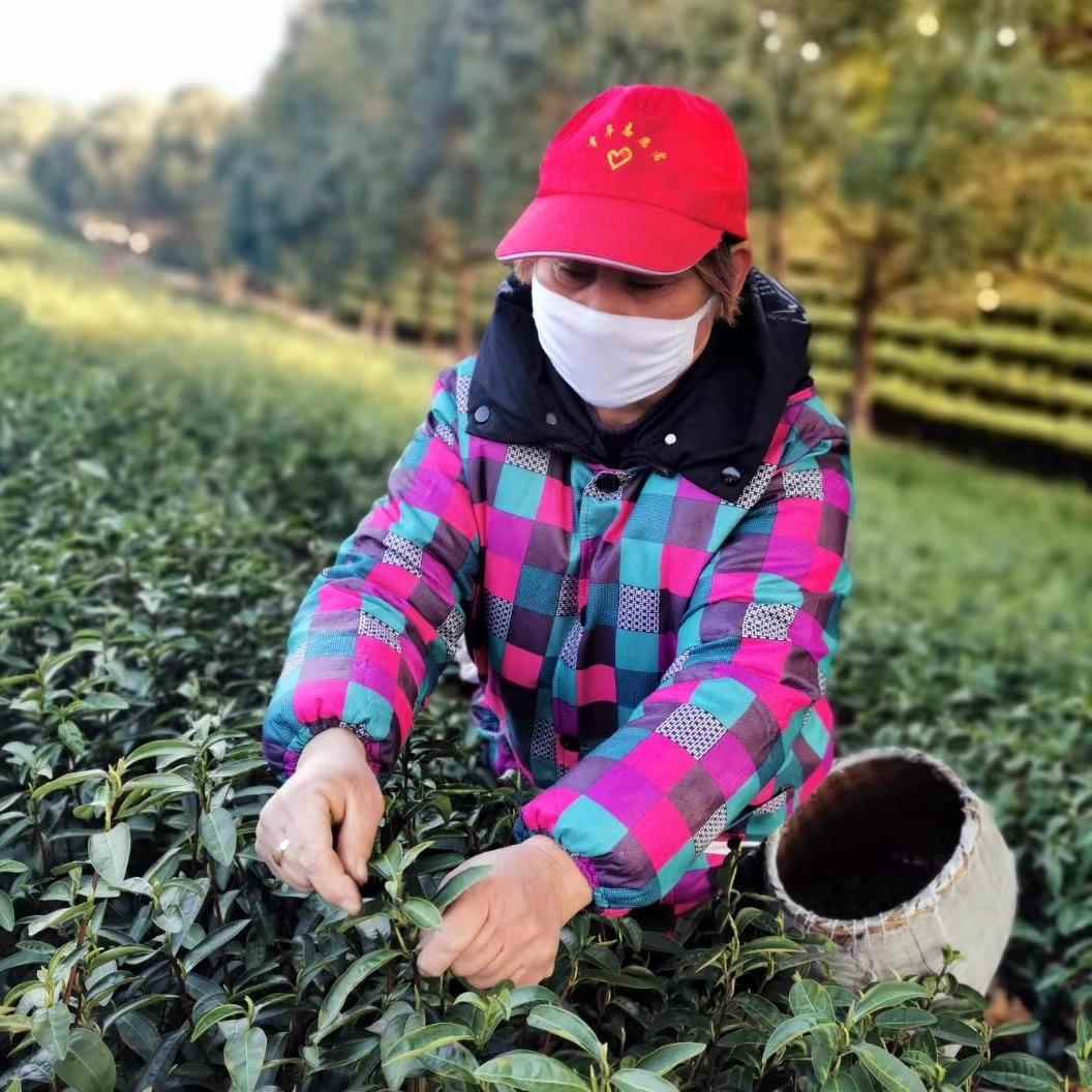 新茶宜兴毛尖绿茶明前炒青春茶茶叶浓香型袋装散装500g包邮毛尖茶