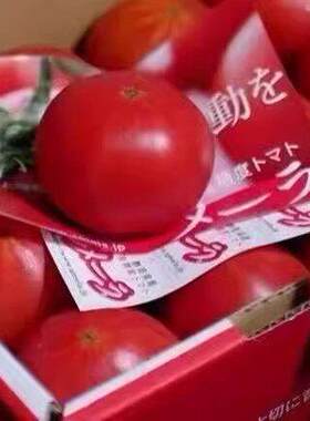 日本进口品种静冈高糖番茄西红孕妇小孩草莓番茄生吃新鲜水果酸甜