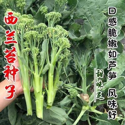 Xitai Seed Western Mustard Seed Small Western Blue Flower M