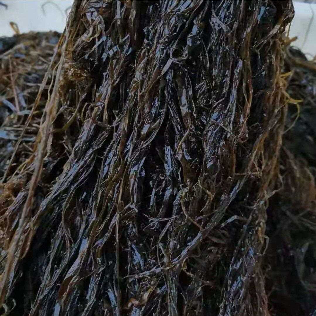 大连特产新鲜海麻线 海菜 海藻菜 海菜 海草菜 冷冻发货包邮顺丰