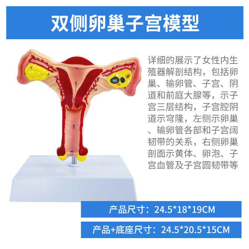 人体子宫模型教具模具阴道卵巢解剖医学女性仿真女性生殖模器
