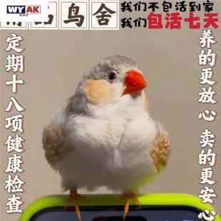 鹦鹉公母一对白珍珠鸟白文鸟灰文鸟灰珍珠送粮观赏宠物鸟活物手养