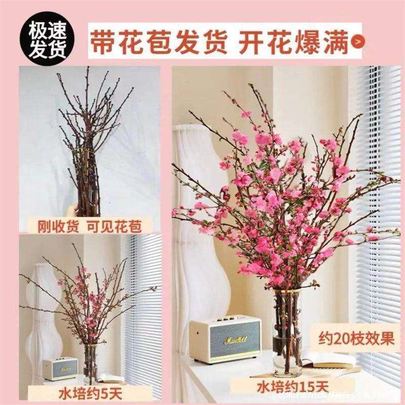 红梅水培鲜枝带花苞鲜花卉植物室内水养桃花枝干支雪柳腊梅花盆栽