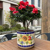 田园风 玫瑰小镇 美式 欧式 现代感强 太阳花直筒圆柱室内室外花盆