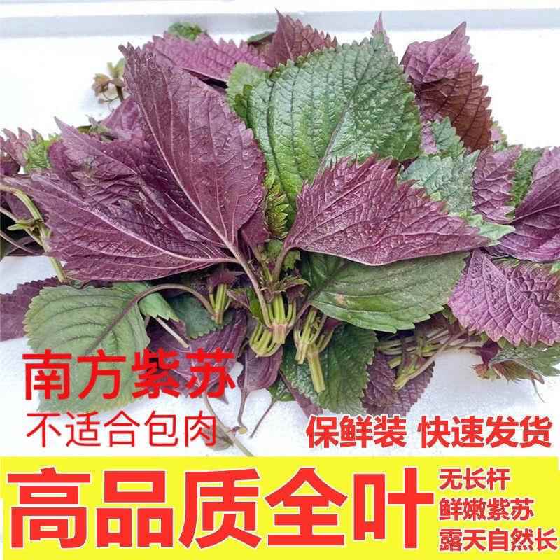 新鲜紫苏叶鲜嫩全叶提香去腥包邮现摘现发(非北方苏子叶)