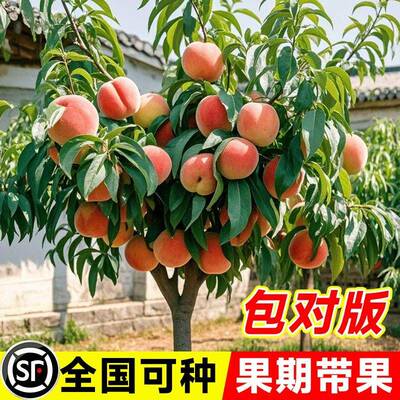 早熟水蜜桃树苗嫁接黄桃树当年结果南方北方种植树苗桃树果苗桃子