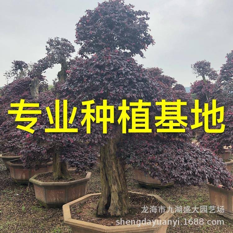 造型红花继木桩盆景 红花继木树桩价格 福建红花继木树桩