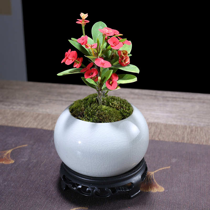 虎刺梅窗台小盆栽室内绿植四季好养活桌面铁海棠植物老桩盆景