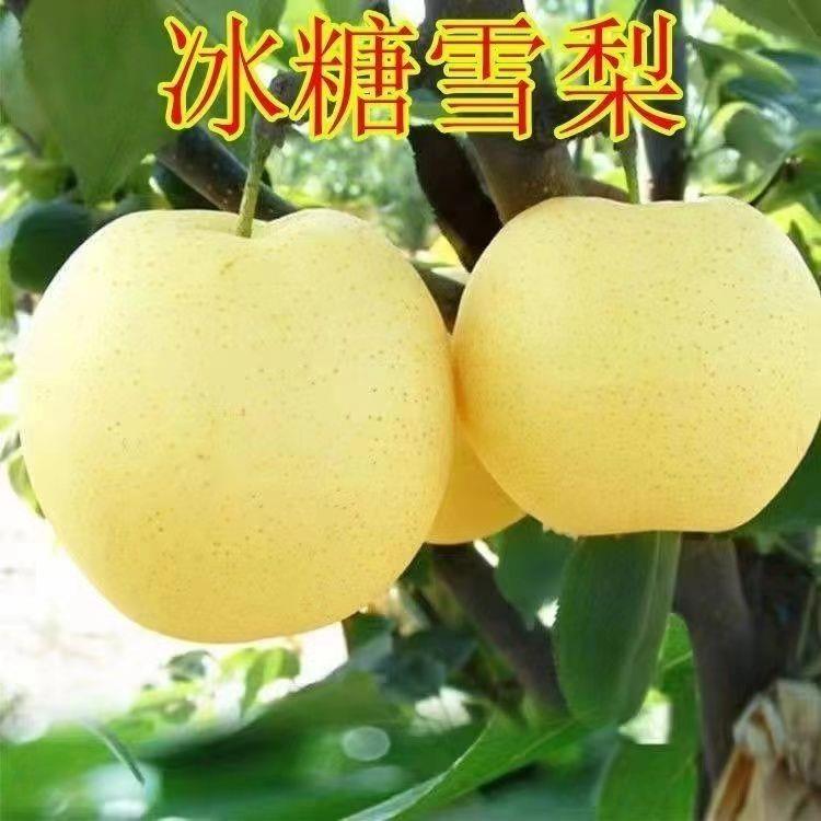 冰糖雪梨树苗正宗嫁接苗黄金梨苗香梨庭院盆栽阳台南北方种植梨树
