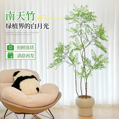 南天竹盆栽客厅真树绿植室内大型老桩办公室火焰落地式造景植物苗