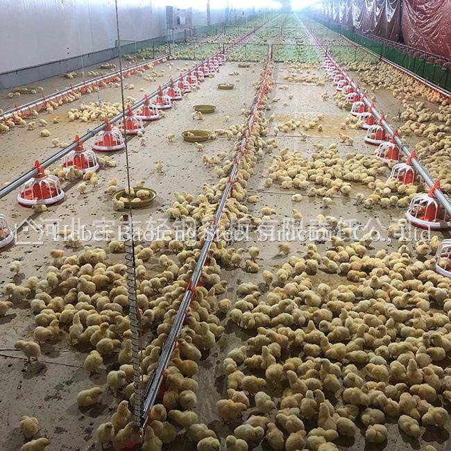 河北钢结构养鸡鸡舍肉鸡平养钢结构鸡棚自动料线出口坦桑尼亚