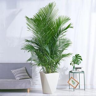 国王椰子盆栽大型植物室内高级氛围感客厅净化空气阳台庭院绿植