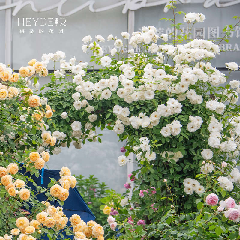 海蒂的花园藤冰山经典爬藤月季长势强壮花量大藤本拱门花卉盆栽