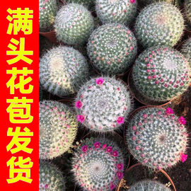 玉翁仙人球仙人掌多肉植物桌面阳台庭院小盆栽带花苞开花仙人球