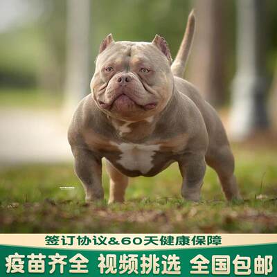 恶霸犬幼犬纯种蛤蟆体短毛赛级双血统口袋体美国恶霸犬宠物狗活物