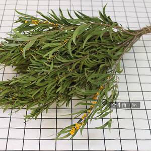 银叶菊香思叶黄莺草云南特色干配花配叶干枝装饰手工干花材料