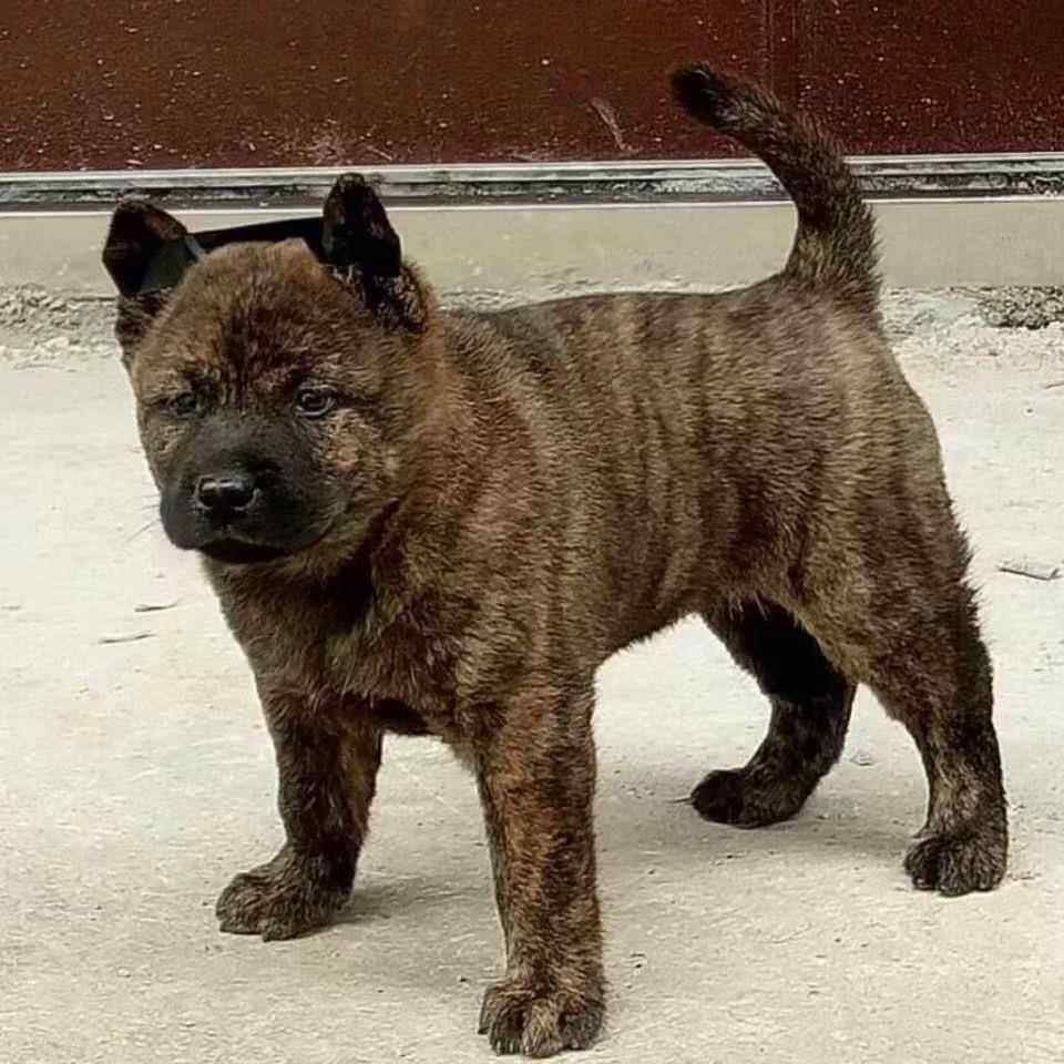 广西虎斑濒临绝种活物虎斑犬幼崽田园土猎赶山犬狩猎看家狗小狗狗