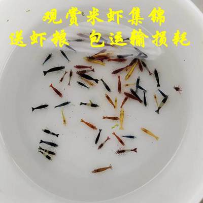 除藻虾观赏米虾淡水宠物活体观赏极火黑壳黄米红琉璃蓝宝石