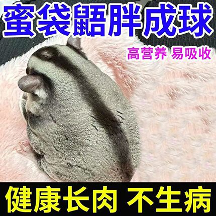 蜜袋鼯增肥粮食幼蜜高营养蜜粮快速增肥长肉维生素营养品零食补钙