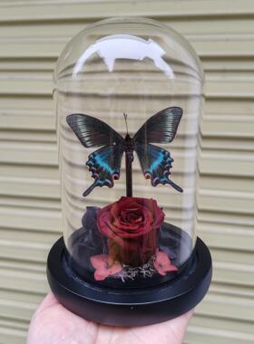 绿带翠凤蝶森林绿皇后真蝴蝶标本艺术玻璃罩摆件手工生日收藏礼物
